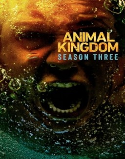 Animal Kingdom Stagione  3 streaming